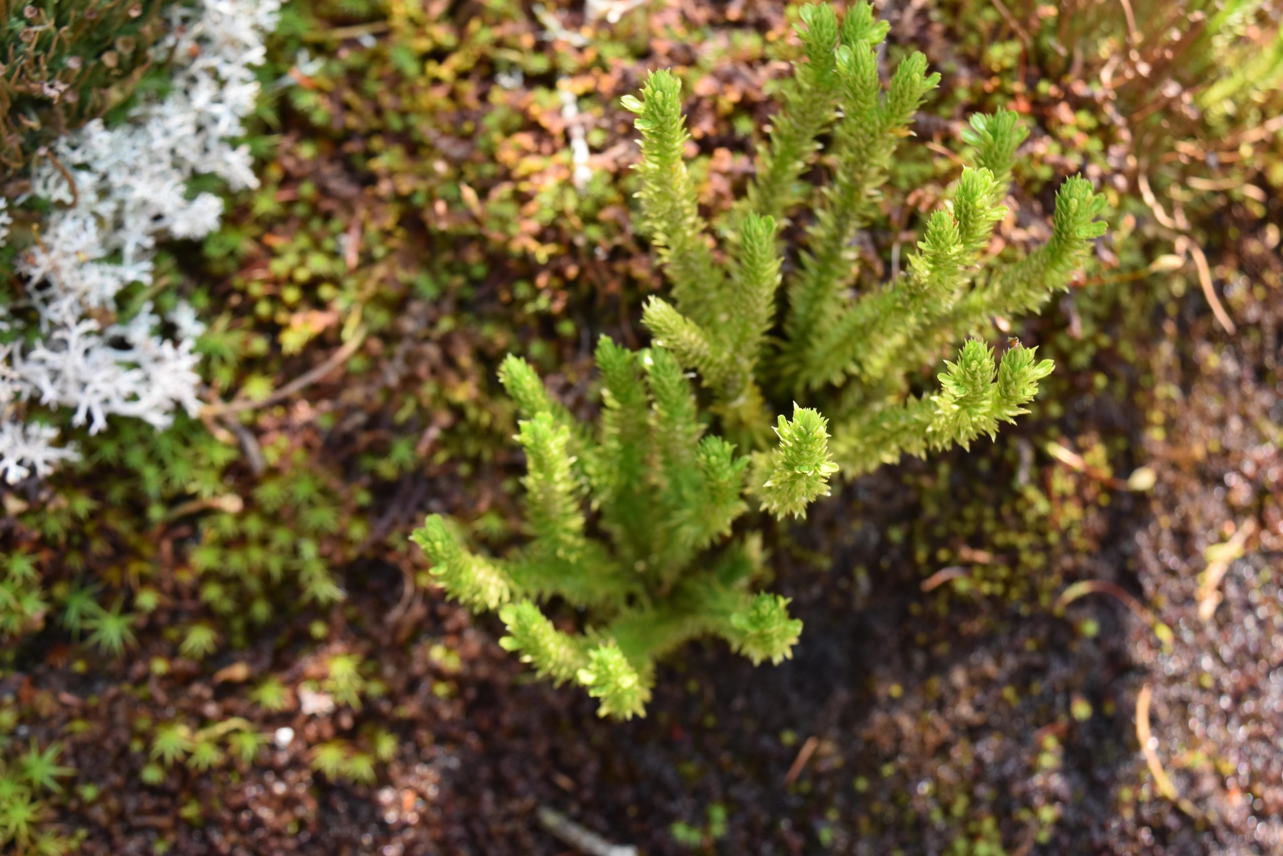 Friends of Hurricane Mountain – Protecting and preserving for future ...